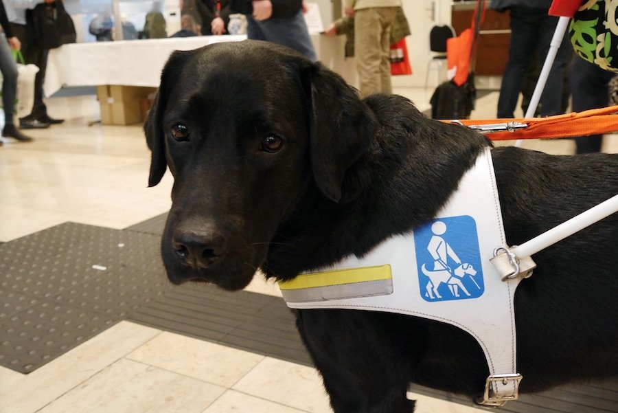 這是展場中的導盲犬，牠身上披著的背心寫的是「協助犬」。