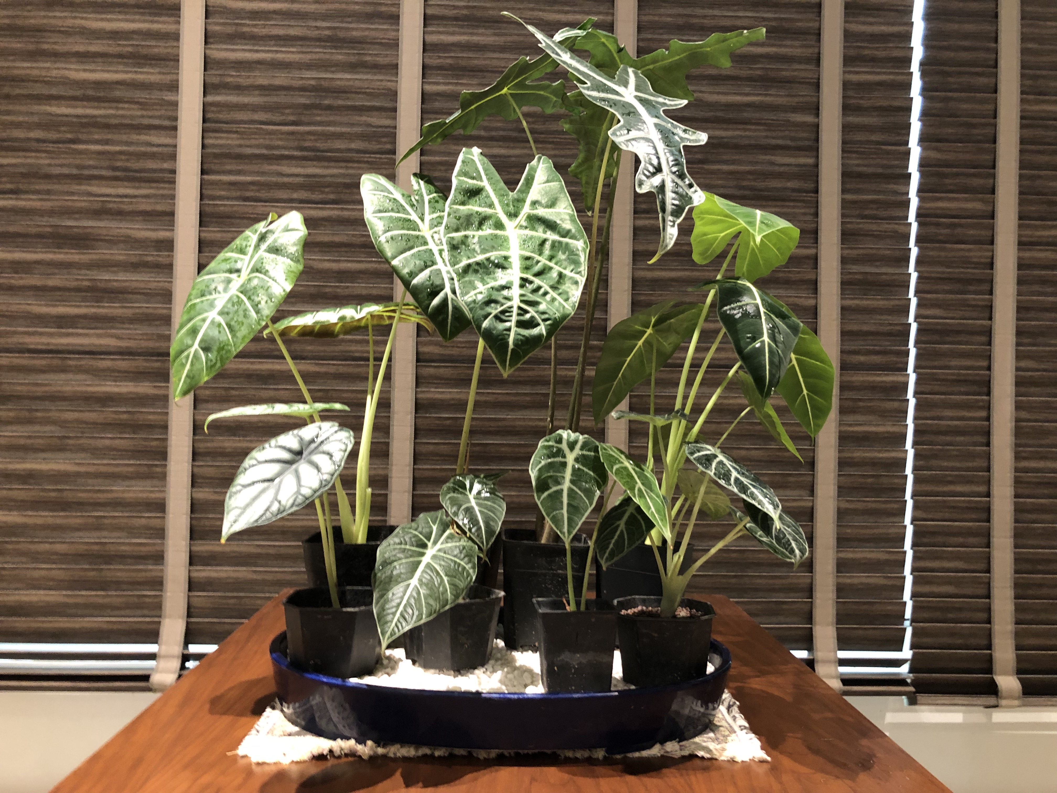 �|�����a�A�شӳ\�h���P�~�ت��[���Ӫ��C